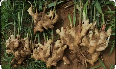 Federal government allocates N1.6bn to farmers to alleviate ginger blight and boost food security