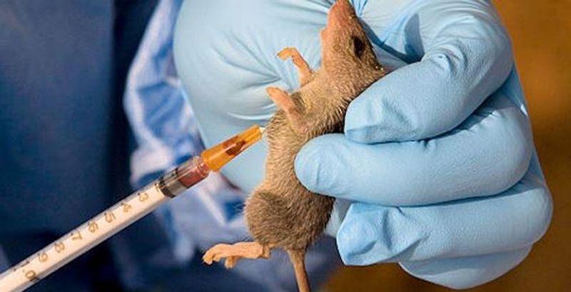 NCDC confirms infections, deaths from Lassa fever in January 2025.
