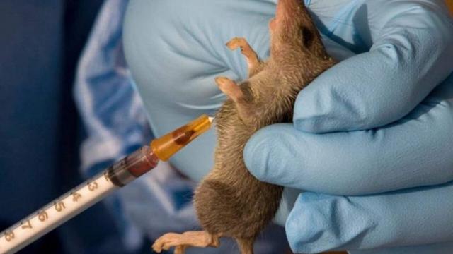 Oyo races to tackle the Lassa fever outbreak as one dead and five infected. 
