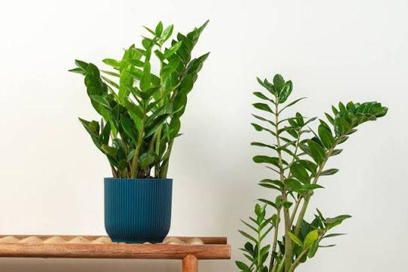 10 best houseplants for beginners 