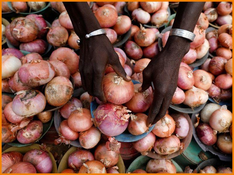 The National Onion Producers Processors and Marketers Association of Nigeria requests support from the federal government to ease farmers’ financial burden.