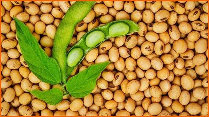 Healthy soya beans and its 10 proven health benefits
