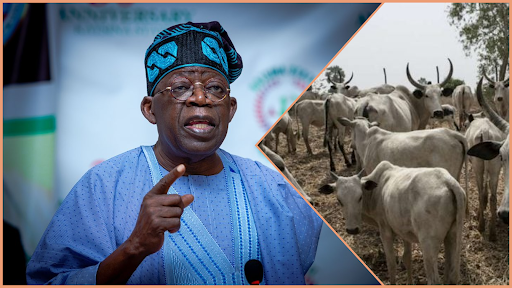 President Bola Tinubu announced the establishment of the Federal Ministry of Livestock Development