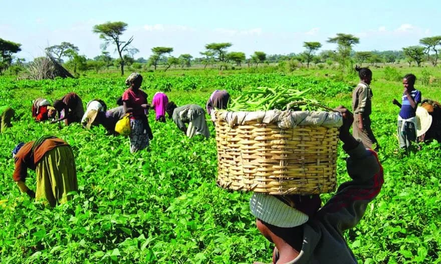 Nigeria loses nearly half of its agricultural produce each year due to inadequate storage