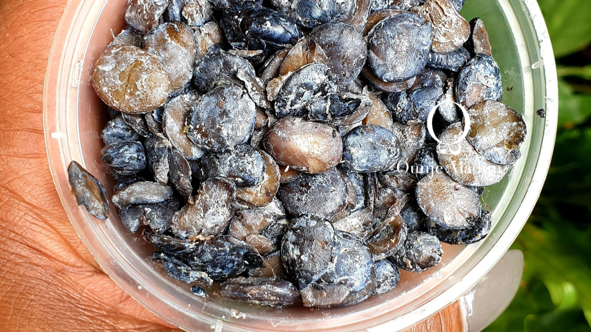 Here are six reasons why you should add locust beans to your diet 
